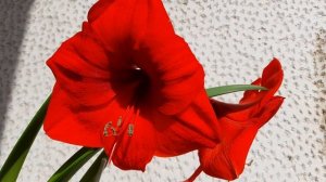 Amaryllis "Red lion" (Hippeastrum)