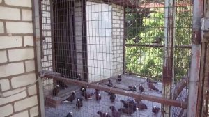 Ставропольские высоколетные голуби