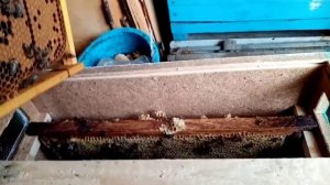 Смена матки в августе через отводок