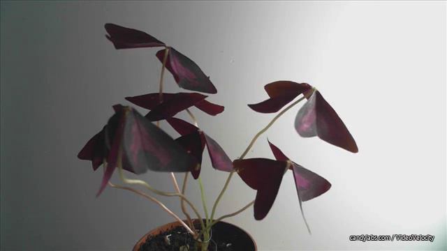 кислица треугольная свет справа Oxalis Triangularis
