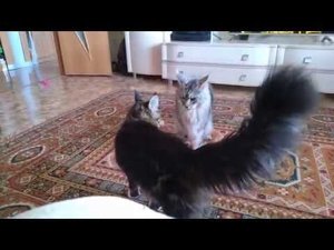Борьба мейн кунов