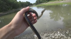 Водяной уж3