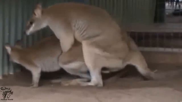 kangaroo mating habit shard and fast- kangaroo смотреть онлайн