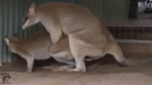 kangaroo mating habit shard and fast- kangaroo