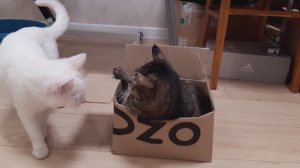 Котосражение за одну маленькую коробку 😺📦