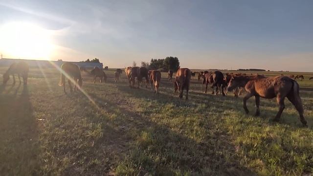 Сколько кобыл должно быть у одного жеребца в табуне?| Ответы на вопросы. смотреть онлайн