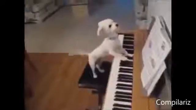 Прикольные животные, которые ведут себя как люди, бесплатные приколы про кошек смотреть онлайн