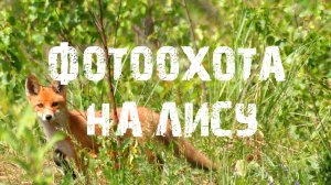 Фотоохота на лису.