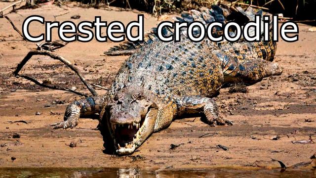 PREHISTORIC ANIMALS VS MODERN. TOP10/ ДОИСТОРИЧЕСКИЕ ЖИВОТНЫЕ ПРОТИВ СОВРЕМЕННЫХ.