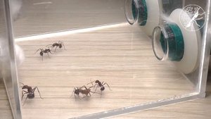 Борьба муравьев за выживание. Myrmicaria brunnea vs Camponotus nicobarensis