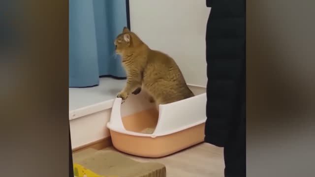 смешные случаи с животными 52