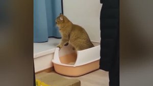 смешные случаи с животными 52