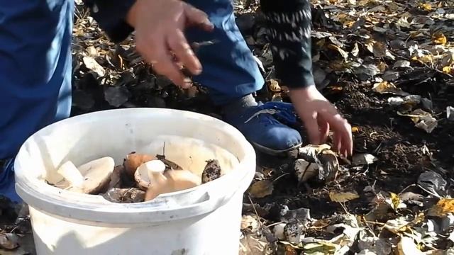 РЯДОВКА ТОПОЛИНАЯ. 2 ОКТЯБРЯ 2019 Г.Луганская область.г.Старобельск?? смотреть онлайн