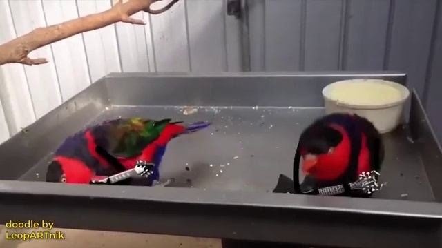 Состязание гитаристов