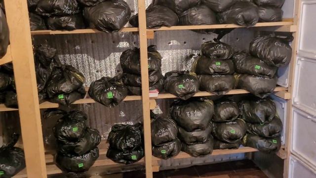 Как мы храним и заготавливаем усы клубники зимой! смотреть онлайн