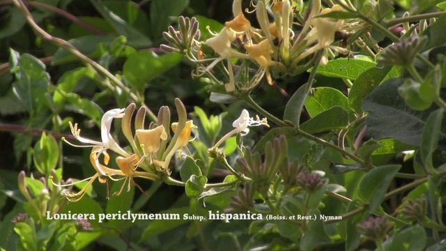 Lonicera periclymenum смотреть онлайн