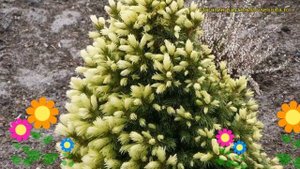 Ель сизая Дейзи Уайт. Краткий обзор, описание характеристик picea glauca Daisy's White