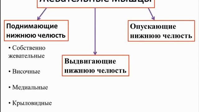 Височно нижнечелюстной сустав. Анатомия: строение, функция, кровоснабжение, иннервация смотреть онлайн