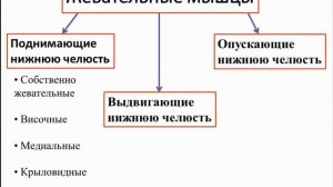 Височно нижнечелюстной сустав.  Анатомия:  строение, функция, кровоснабжение, иннервация