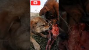 Тибетский мастиф против волка, волка против тибетского мастифа, видео