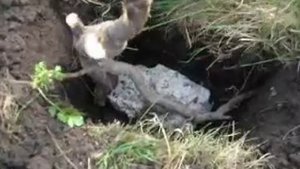 Йошта - уход и посадка.