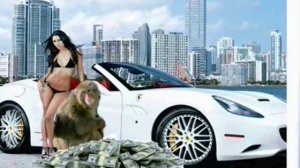 снежная макака