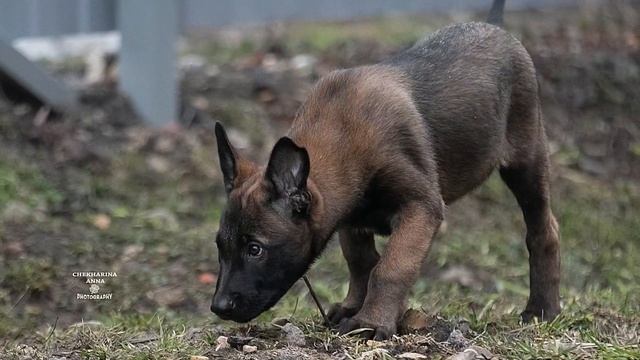 ❤️?Джанико Гильза❤️? 2 месяца. Щенок малинуа продаётся! смотреть онлайн