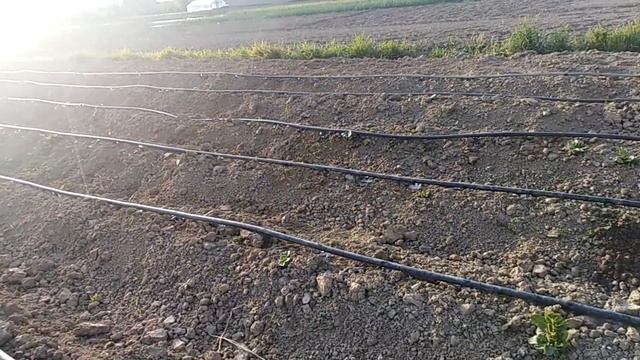 Полив картофеля капельной лентой