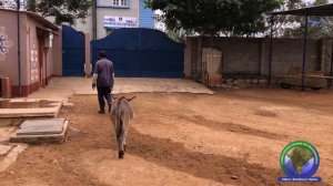 Donkey "milk" in India - Little Smokey gets rescued!