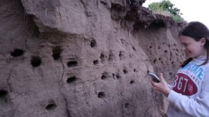 Птицы России.Дикая природа.Птица- береговая ласточка.Береговушка.