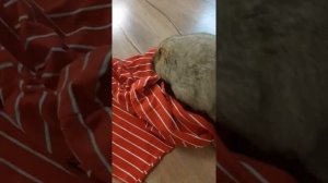 Тошка строит нору#ручной байбак#домашний сурок#милые животные#marmot#cute animals