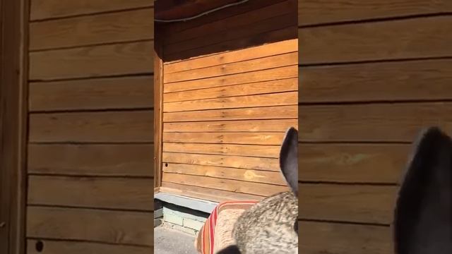 Разведение кроликов немецких великанов, Ризен смотреть онлайн