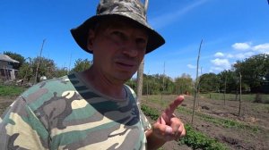 Высадил саженец винограда Аватар, результат спустя 6 дней.