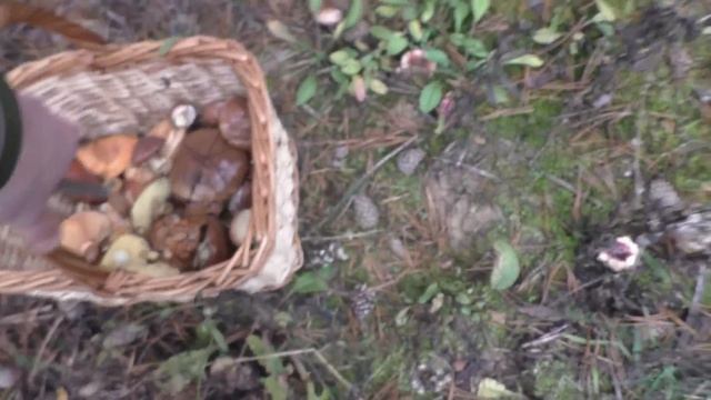 За ЦАРСКИМИ ГРИБАМИ В ЛЕС! СОСЕД ГРИБНИК ЗАБЛУДИЛСЯ В ЛЕСУ! смотреть онлайн