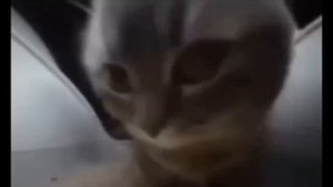 CHIPI CHIPI CHAPA CHAPA DUBI DUBI