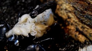 Такое бывает один раз в жизни (: Скорпион Heterometrus spinifer. Разведение