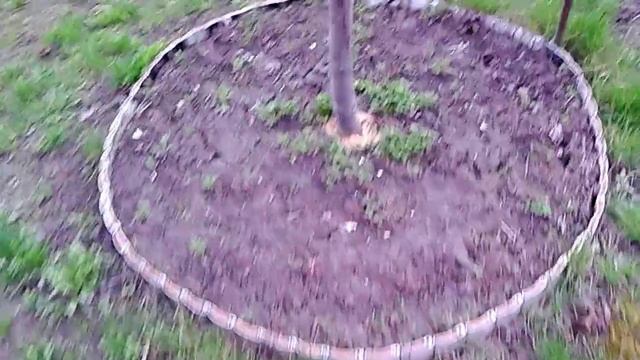 Мой белый клевер 10 апреля 2016 плохо перезимовал, смотрите! Белый клевер против Майского жука смотреть онлайн