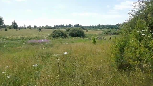 Земляника луговая в Рязани сегодня. смотреть онлайн