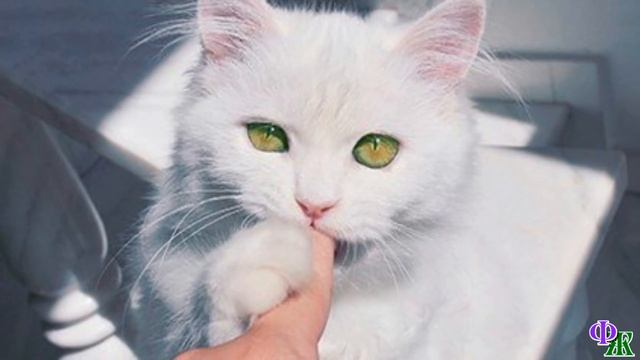 Кошка вдруг грозно зашипела и напала на хозяина, и только позже он понял, как она спасла ему жизнь… смотреть онлайн