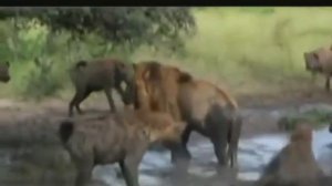 Львы против гиен 5