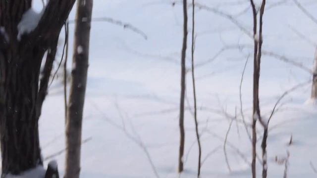 "Птица пищуха." смотреть онлайн