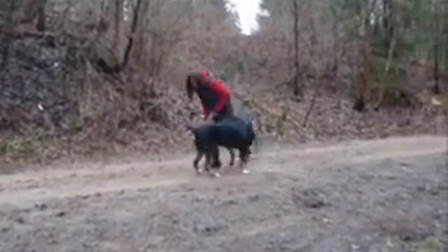 Dog trick: "Give me the leash, please!" смотреть онлайн