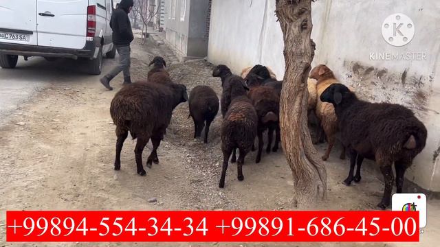 Arzonchi ukamlarimizga Qirg'izistondan BO'G'OZ sovluqlar Qo'zi qo'chqorlar UDARLARI keldi