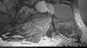 Big Bear Eagles ~ Evening Visit In The Snow! ❄️ 🐦 Shadow BITES Jackie's Talons!! lol 😊 11.10.20