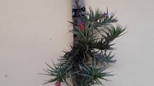 Tillandsia tenuifolia var strobiliformis      02.11.20