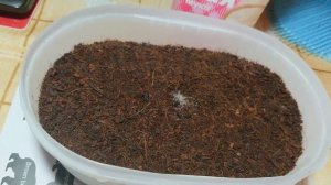 Гриндаль - отличный корм для аквариумных рыб