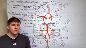 Ишемический инсульт  - симптомы и синдромы / Патология