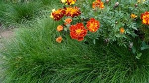 Красивое оформление клумб ? ?Цветник своими руками?