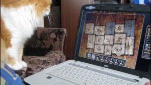 Кот играет в компьютер.