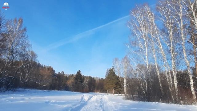 Дендрарий зимой.Краснообск.Новосибирск. смотреть онлайн